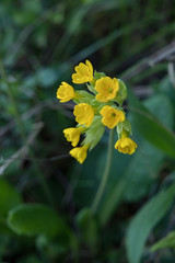 Cowslip Spring Flower Closeup