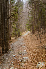 A beautiful mountain path through forest with autumn leaves. Mala Fatra mountains in Slovakia