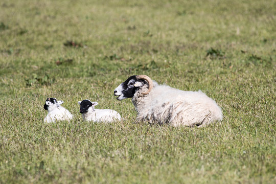 Mother sheep with two lambs in field of grass