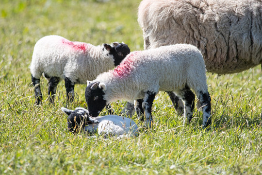 Lambs in a field of grass