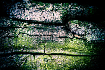 The bark of a very old tree closeup.
