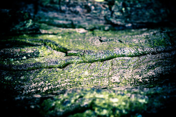 The bark of a very old tree closeup.
