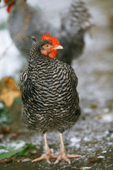 Chicken, close-up portrait.