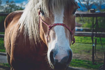 Horizontal Photo depicts beautiful lovely brown and white horse gazing on a horse yard. .Horse...