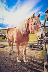Photo depicts beautiful lovely brown and white horse gazing on a horse yard. .beautiful young brown horse on a farm field. Close up, blurred background, good sunny weather.