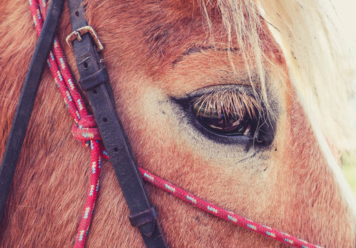 Horizontal Photo depicts a beautiful lovely dark brown horse gazing on a horse yard. Horse face Close up, eye macro view, blurred background, good sunny weather.