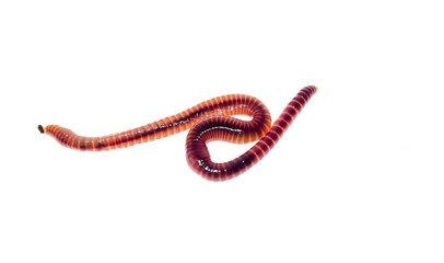 Earthworms