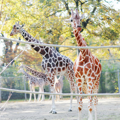 Obraz premium Beautiful giraffes with long neck