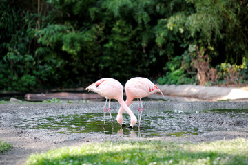 Pink flamingo in a pond