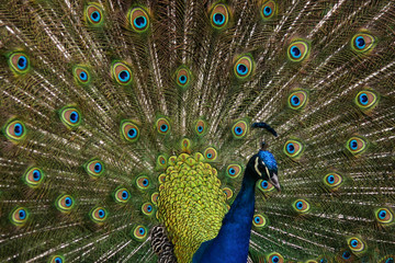 Obraz premium Pavo real con la cola desplegada