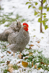 Rooster on a background of snow and green grass.