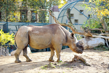 Obraz premium Big wild rhinoceros in a zoo
