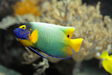 Colorful tropical fish angelfish