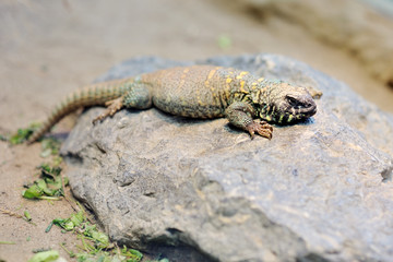 Ornate uromastyx mastigure lizard