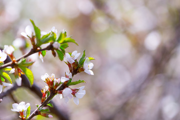Blooming tree