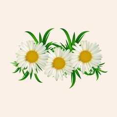  Vector flowers, chamomile. Vector floral