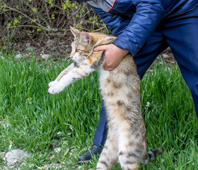 The boy tortures the cat