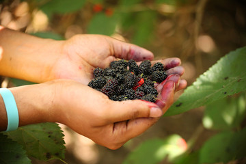 Fresh mulberries on hand
