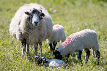 Family of sheep with lambs in a farmers field of grass
