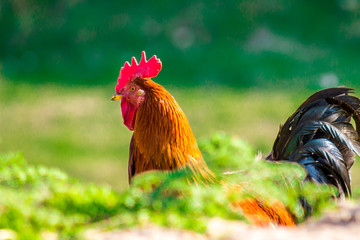 Rooster in nature