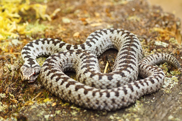 Obraz premium beautiful common european adder basking in the sun