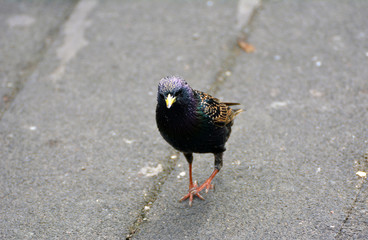 A starling in the city