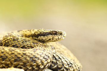 beautiful macro shot of meadow viper
