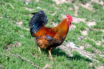 Rooster in nature