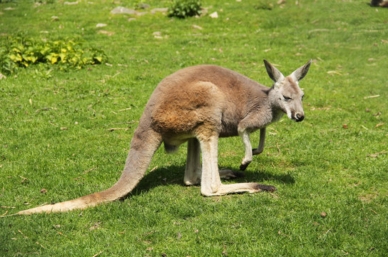 red kangaroo (Macropus rufus) on the green grass