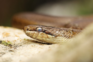 close up of a smooth snake