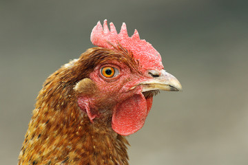 close up of brown hen head