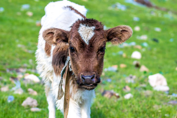 A small calf in nature