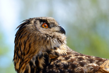 European eagle owl ( Bubo Bubo ). 