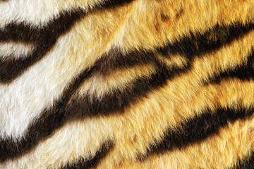 closeup of tiger fur with beautiful stripes