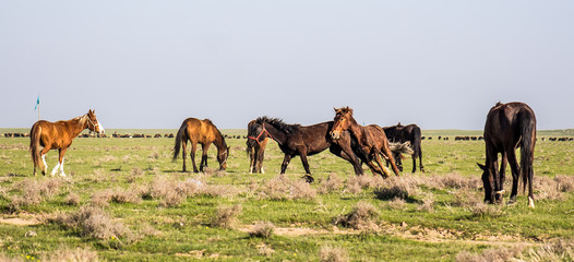 Marriage period in horses