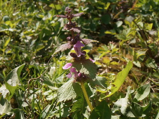 Lamium album with purple flowers