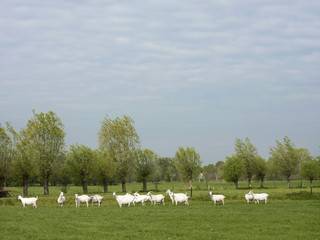 Fototapeta na wymiar group of white goats in green dutch meadow in the netherlands drink water from canal