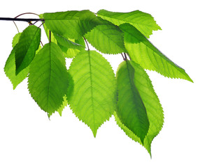 Spring branch of cherry tree with green leaves isolated on white background.