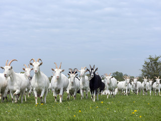 group of white goats in green dutch meadow with yellow flowers in the netherlands