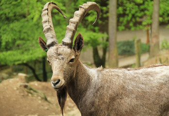 portrait of siberian ibex male (Capra sibirica) with big horns and beard