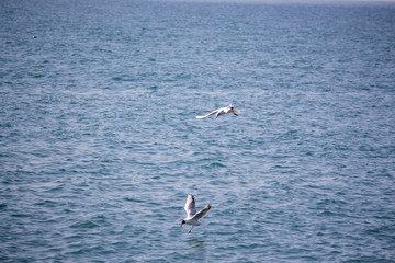 Fototapeta na wymiar Hungry seagulls diving into the sea for fish