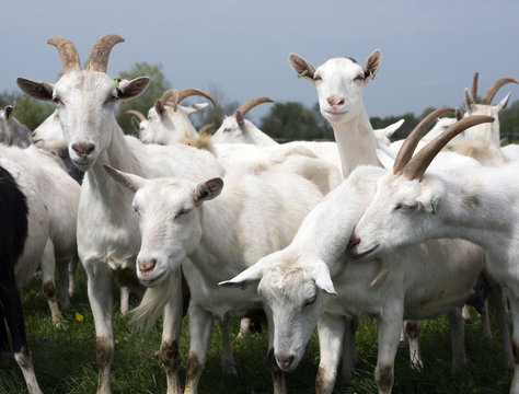 white goats outside in meadow against blue cloudy sky