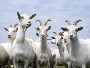 white goats outside in meadow against blue cloudy sky