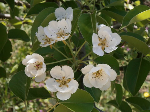 White pear flowers
