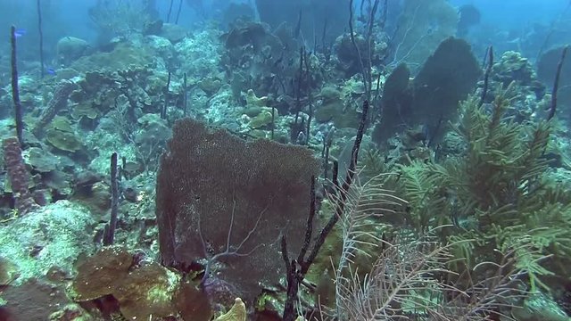 Swimming across the reef in Caribbean sea