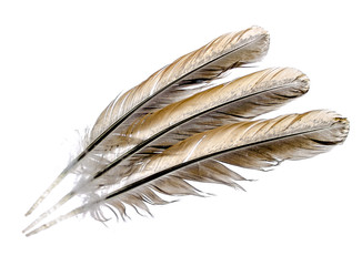 Feather on a white background