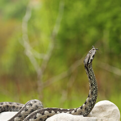 Naklejka na ściany i meble european venomous snake ready to attack