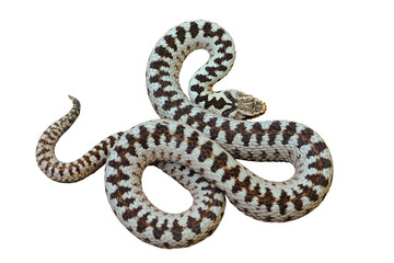 isolated beautiful european common crossed viper