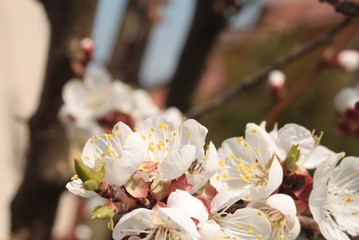 Spring Vibes