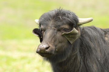 Fototapeta premium portrait of domestic buffalo
